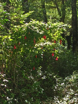 11.Nationalblume Copihue
